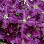 Clematis  Jackmanii  1Gal.