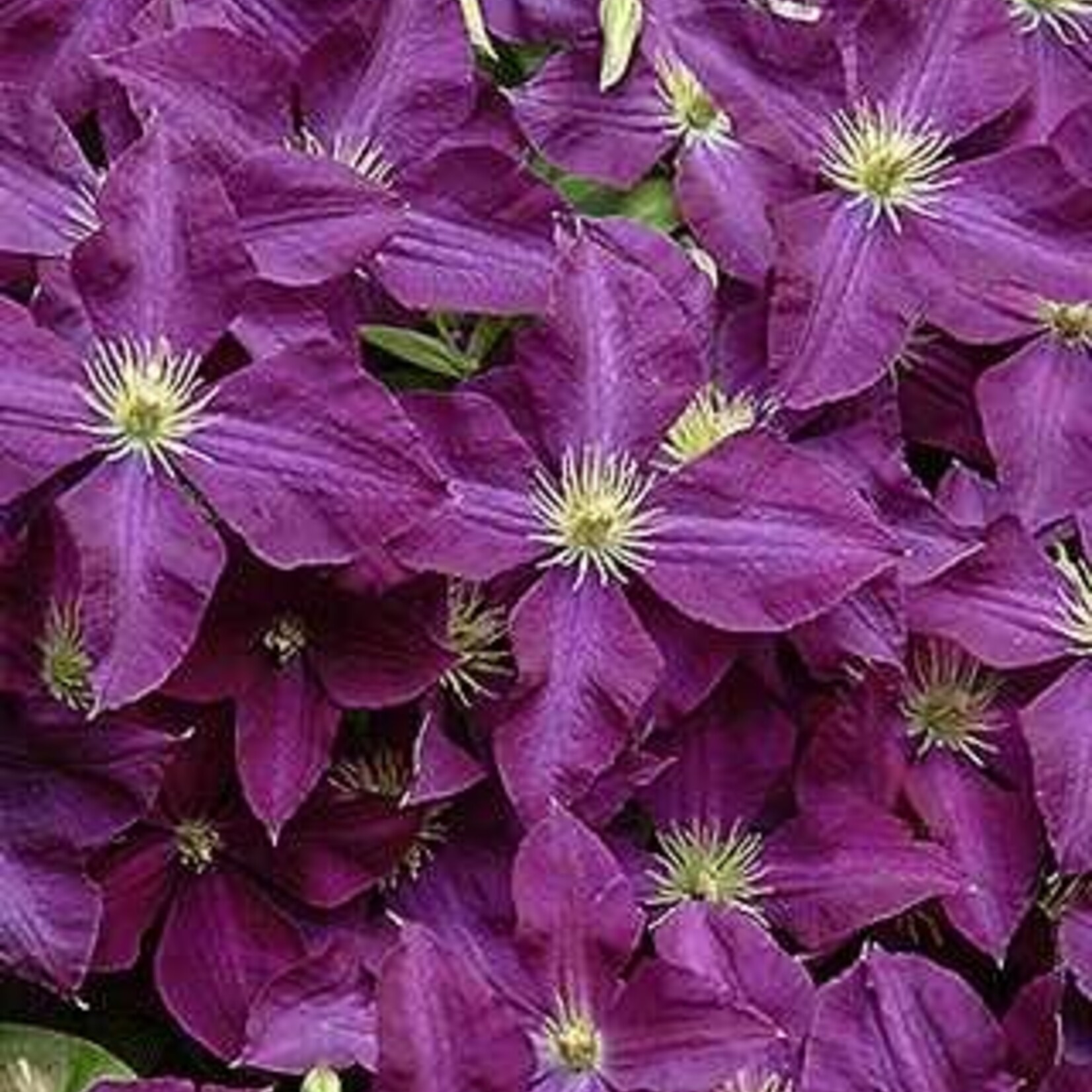 Clematis Jackmanii 1G