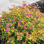 Spirea Rainbow Fizz 2G