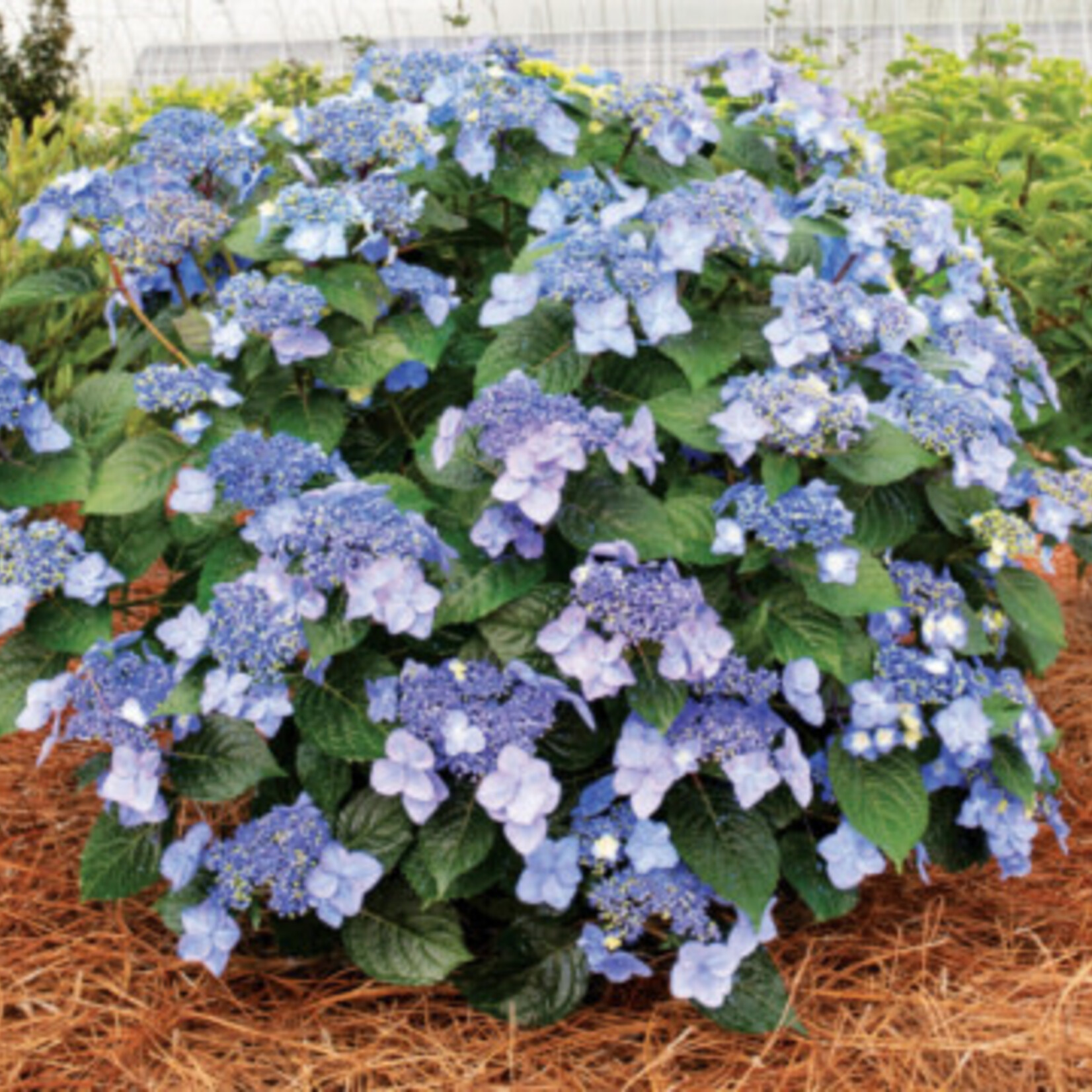 Proven Winners Big Leaf Hydrangea Pop Star 3G