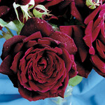 Rose Oklahoma HT - Black/Red 2G