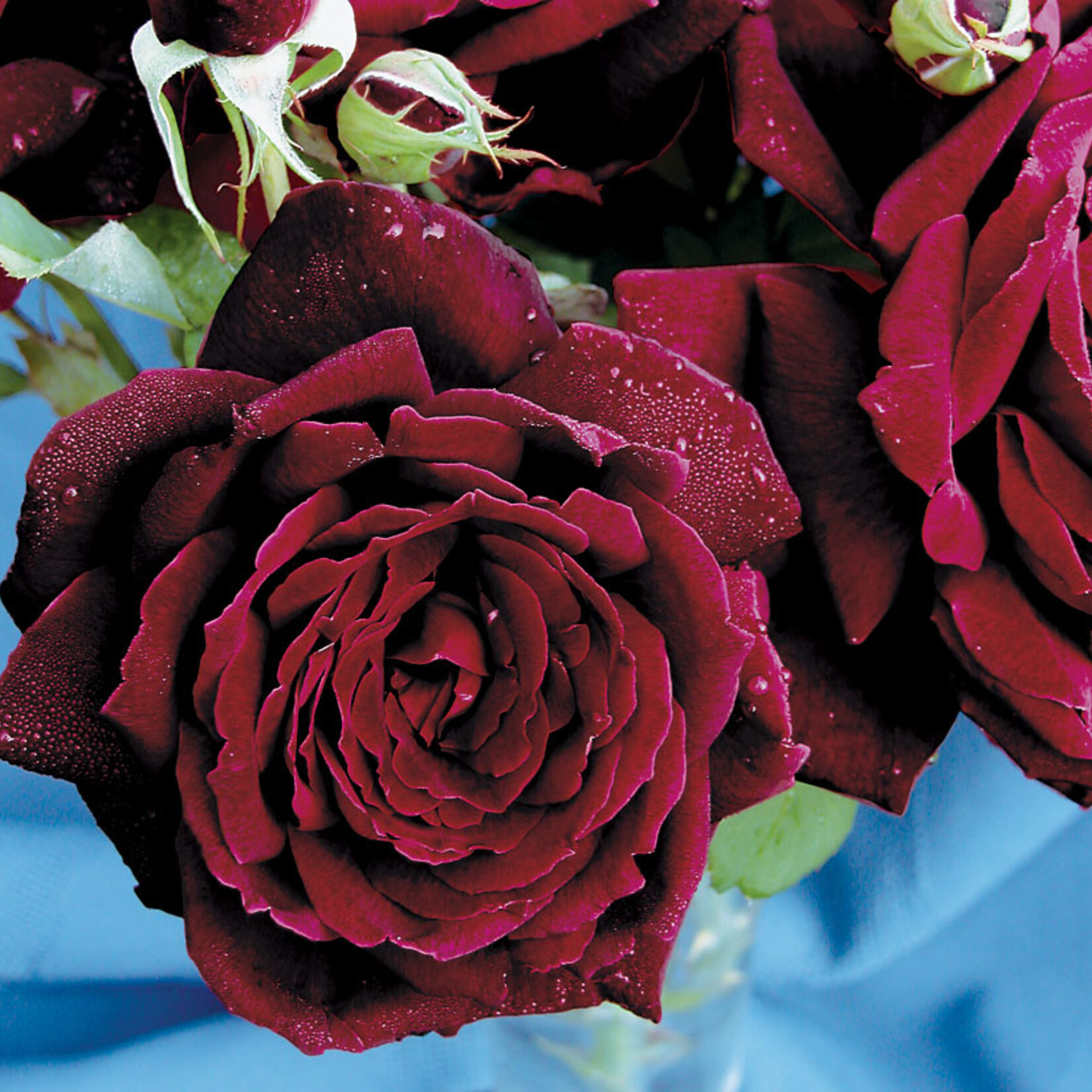 Rose Oklahoma HT - Black/Red 2G