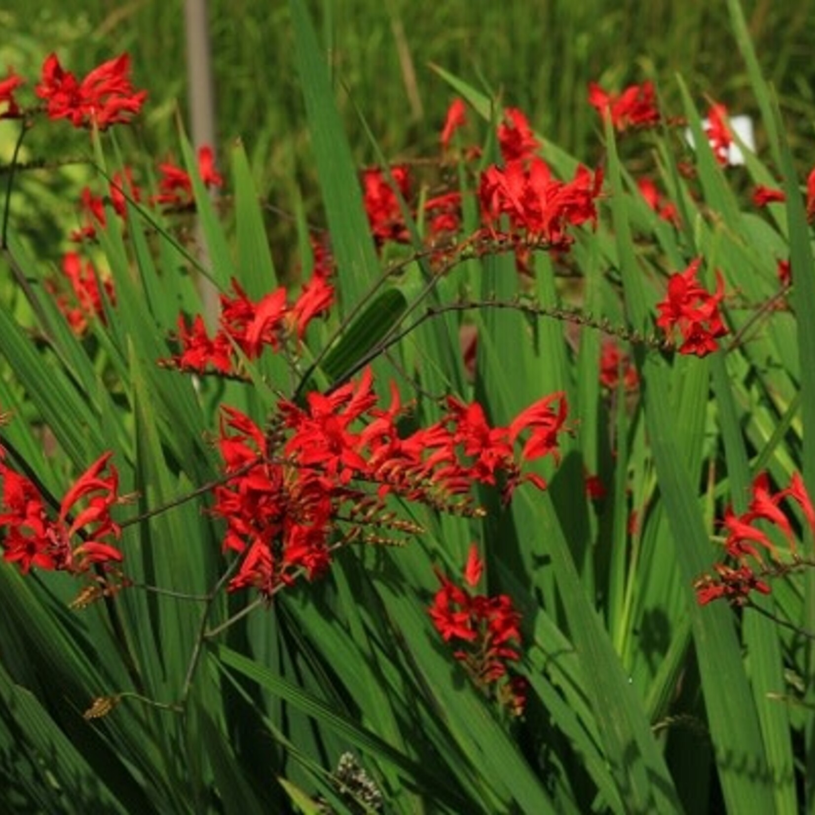 Crocosmia Lucifer 1G
