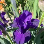 Iris Bearded Halston 15cm
