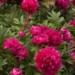 Peony Karl Rosenfield 2G