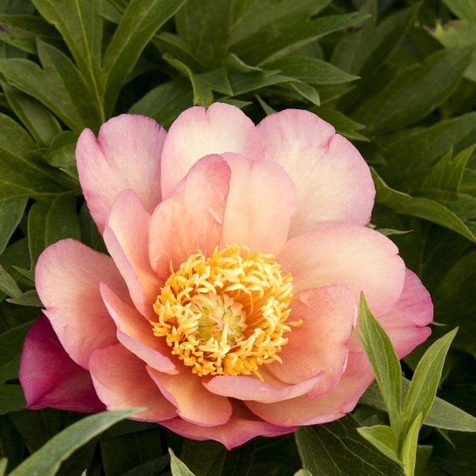 Paeonia Itoh Julia Rose  2GAl