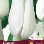 Van Noort Tulip - Hakuun 6/Pkg