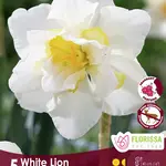 Van Noort Narcissus - Double White Lion 5/Pkg