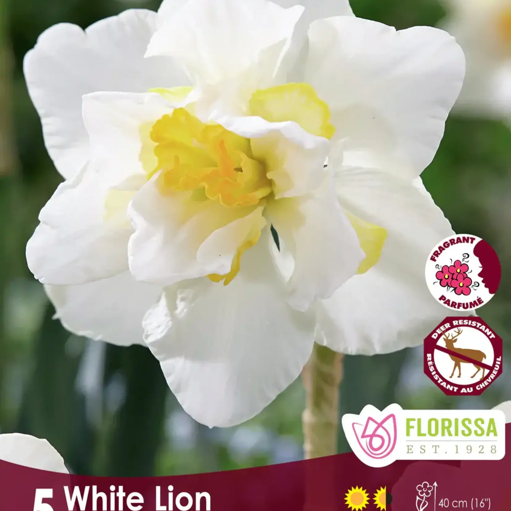 Van Noort Narcissus - Double White Lion 5/Pkg