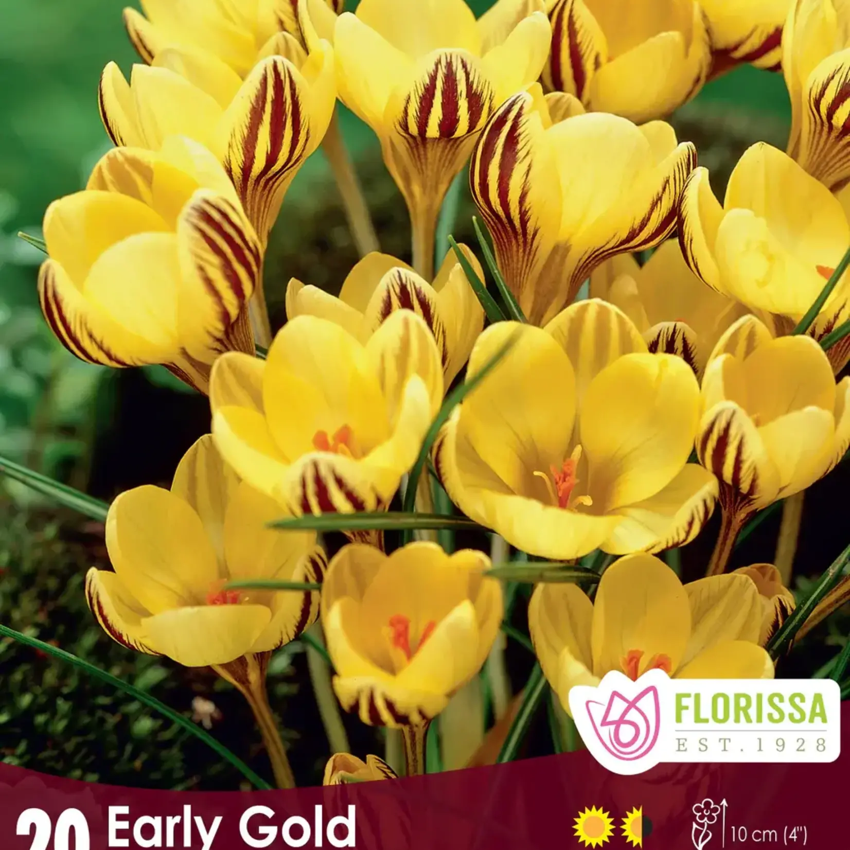 Van Noort Snow Crocus - Early Gold -20/Pkg