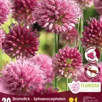 Van Noort Allium Sphaerocephalon - 20/Pkg
