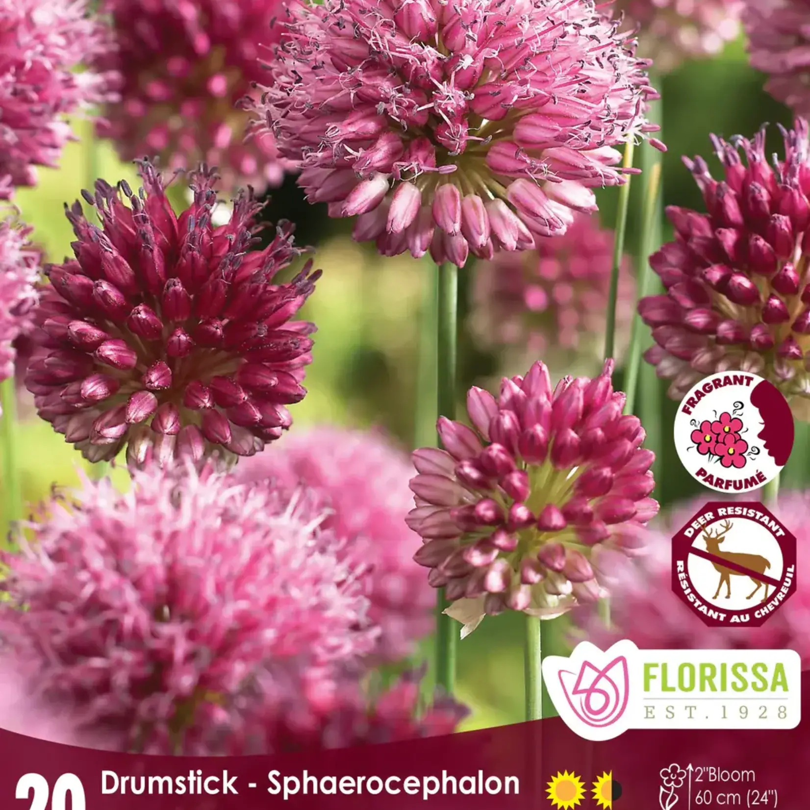Van Noort Allium Sphaerocephalon - 20/Pkg