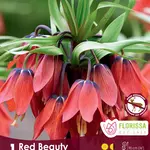 Van Noort Fritillaria Red Beauty -1/Pkg
