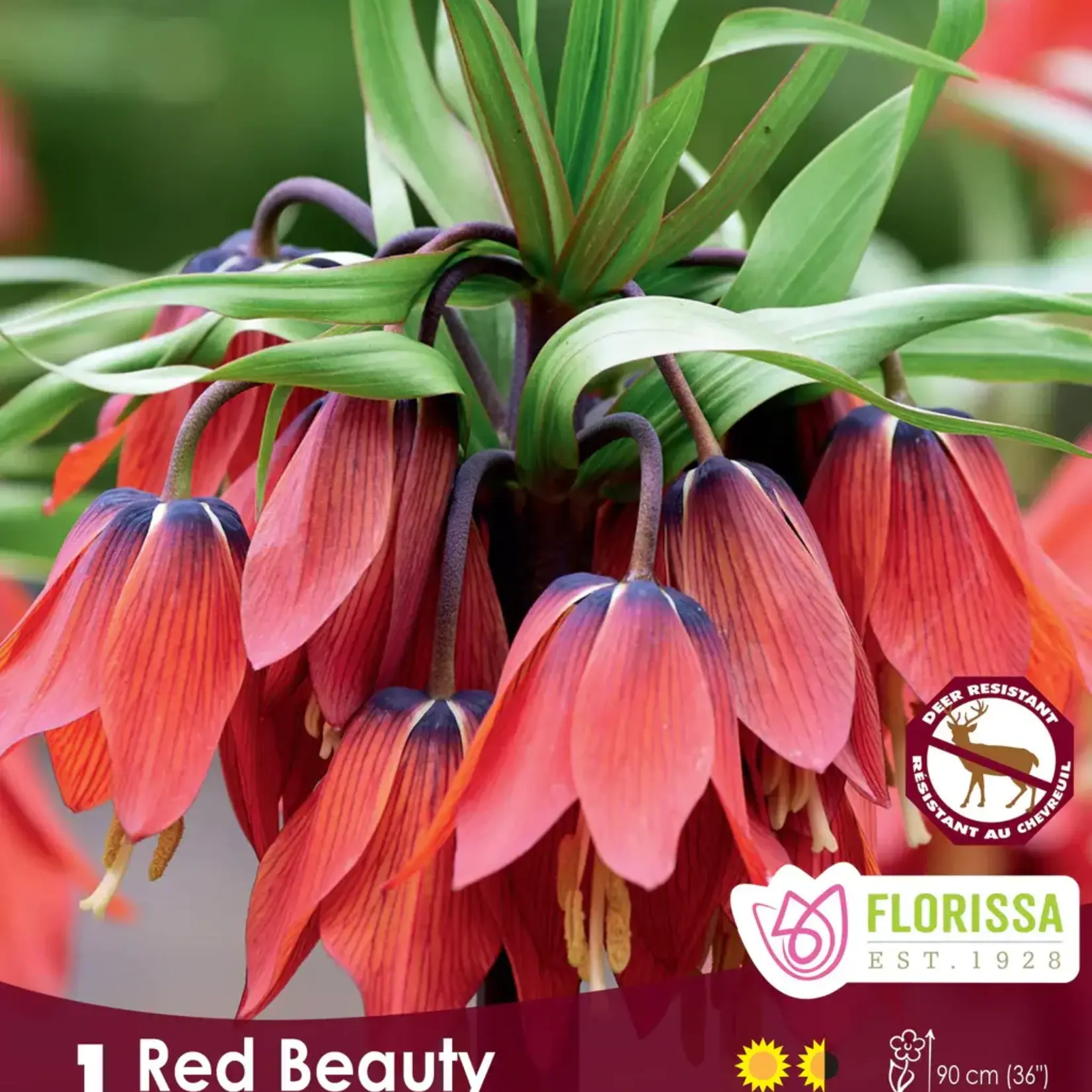 Van Noort Fritillaria Red Beauty -1/Pkg