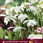 Van Noort Galanthus/Snowdrops - Floreo Pleno 5/Pkg