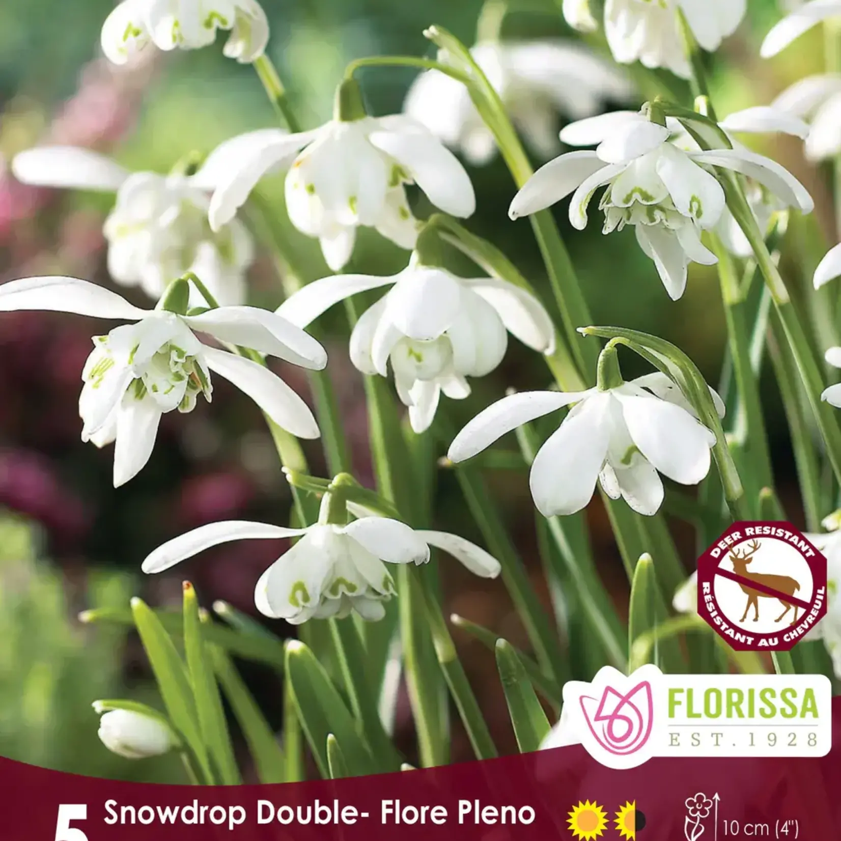 Van Noort Galanthus/Snowdrops - Floreo Pleno 5/Pkg