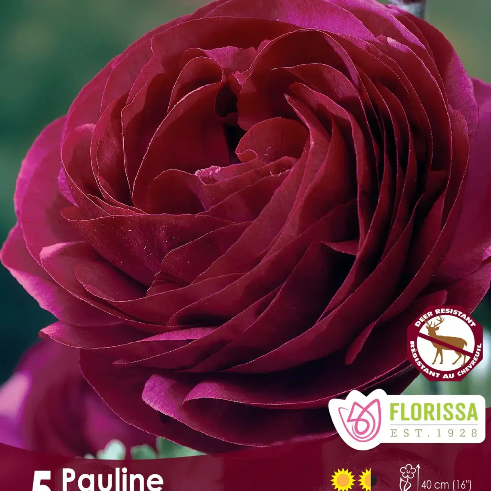 Van Noort Ranculus Amandine Pauline 5Pkg.