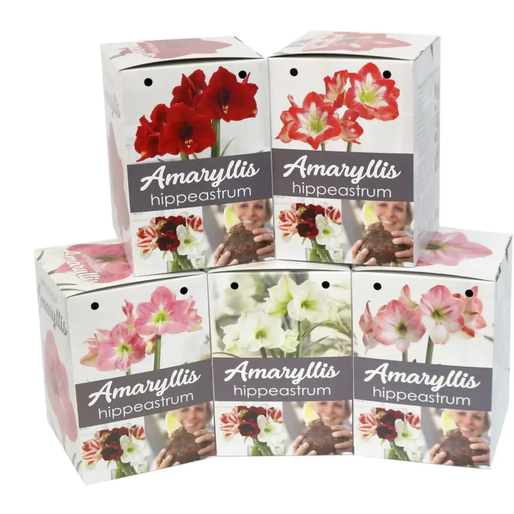 Van Noort GP1 Amaryllis Kits- We need to put a bar code on these