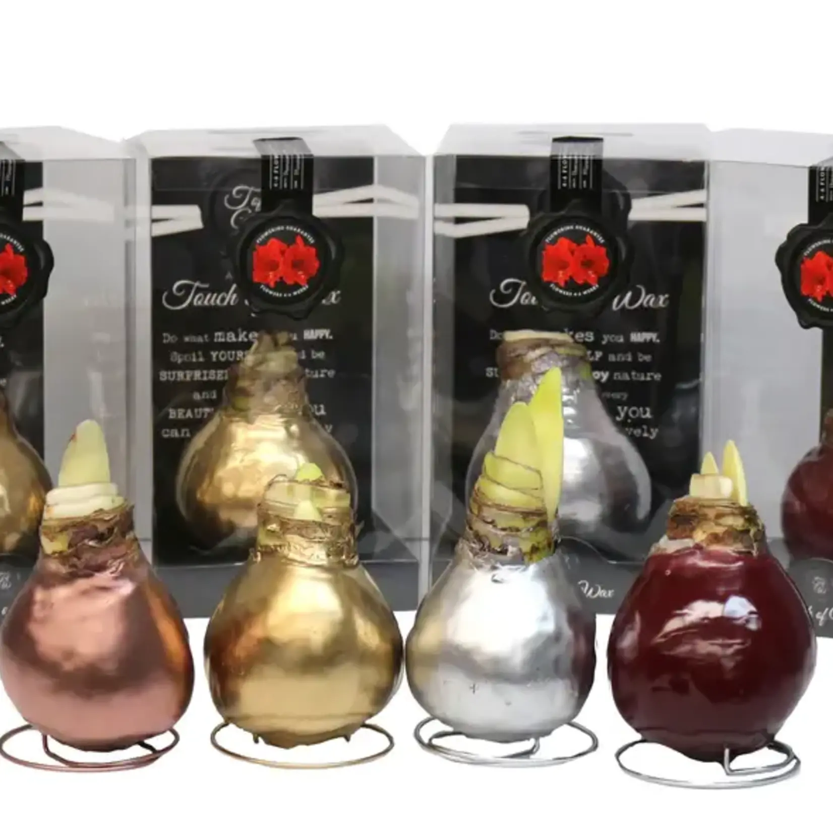 Van Noort GP42 Waxed Amaryllis White / Asst’d Wax