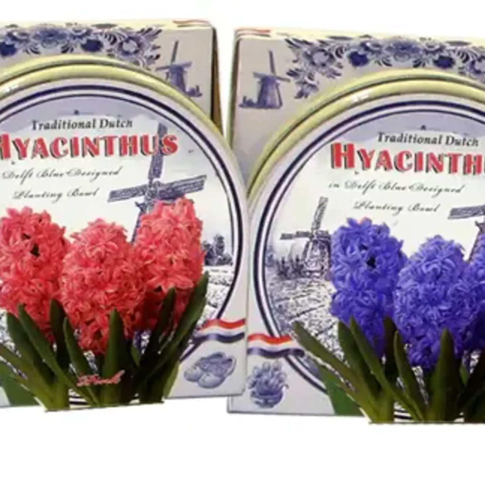 Van Noort Ceramic Bowl Assorted Kit (Hyacinth/Crocus/Tulip) GP 30