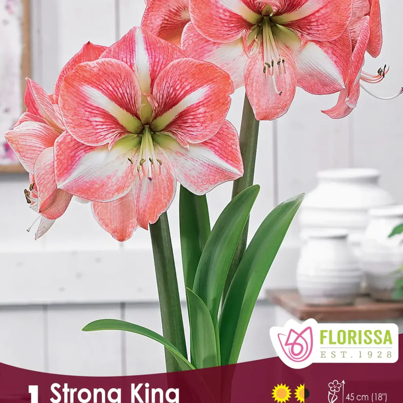 Van Noort Amaryllis Bulb Strong King 1/Pkg