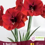 Van Noort Amaryllis Bulb Red Lion 1/Pkg