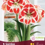 Van Noort Dutch Amaryllis - Samba -1/Pkg