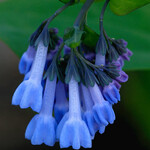 Van Noort Virginia Bluebells Quart