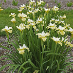 Van Noort Iris sibirica BUTTER  SUGAR