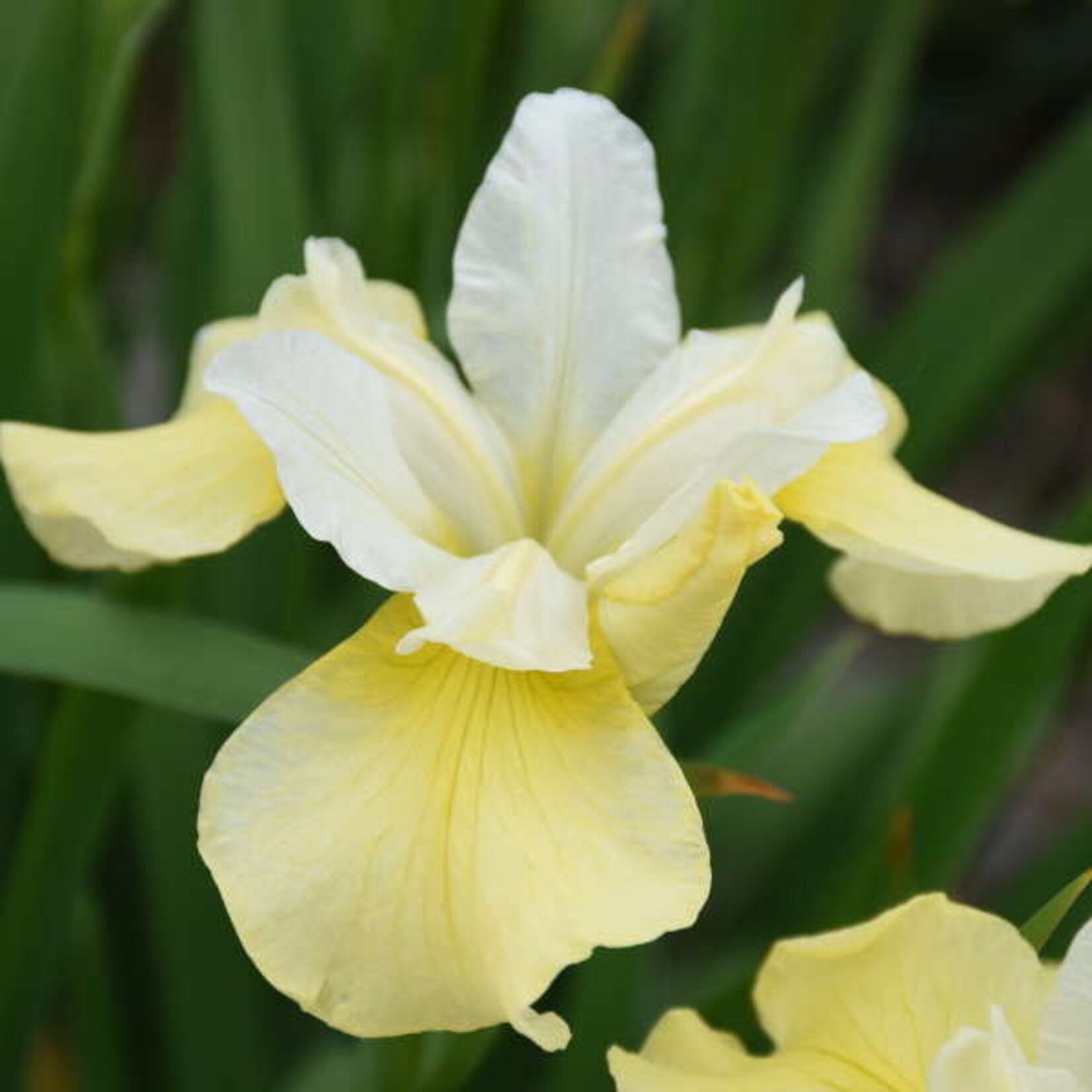 Van Noort Iris sibirica BUTTER  SUGAR