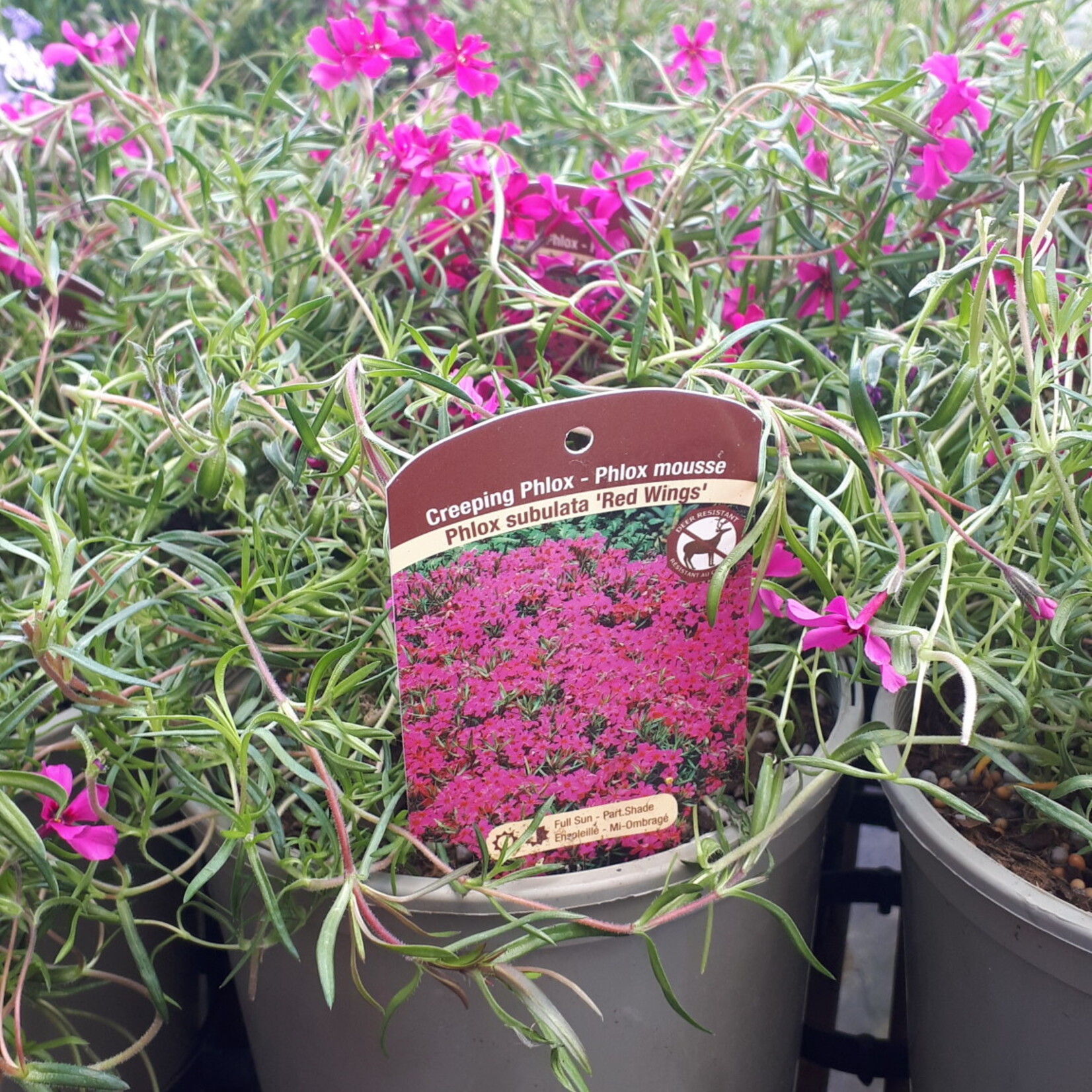 Red Wings Creeping Phlox Qt.