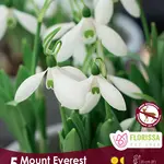 Van Noort Snowdrops Bulb Galanthus Mt. Everest 5/Pkg