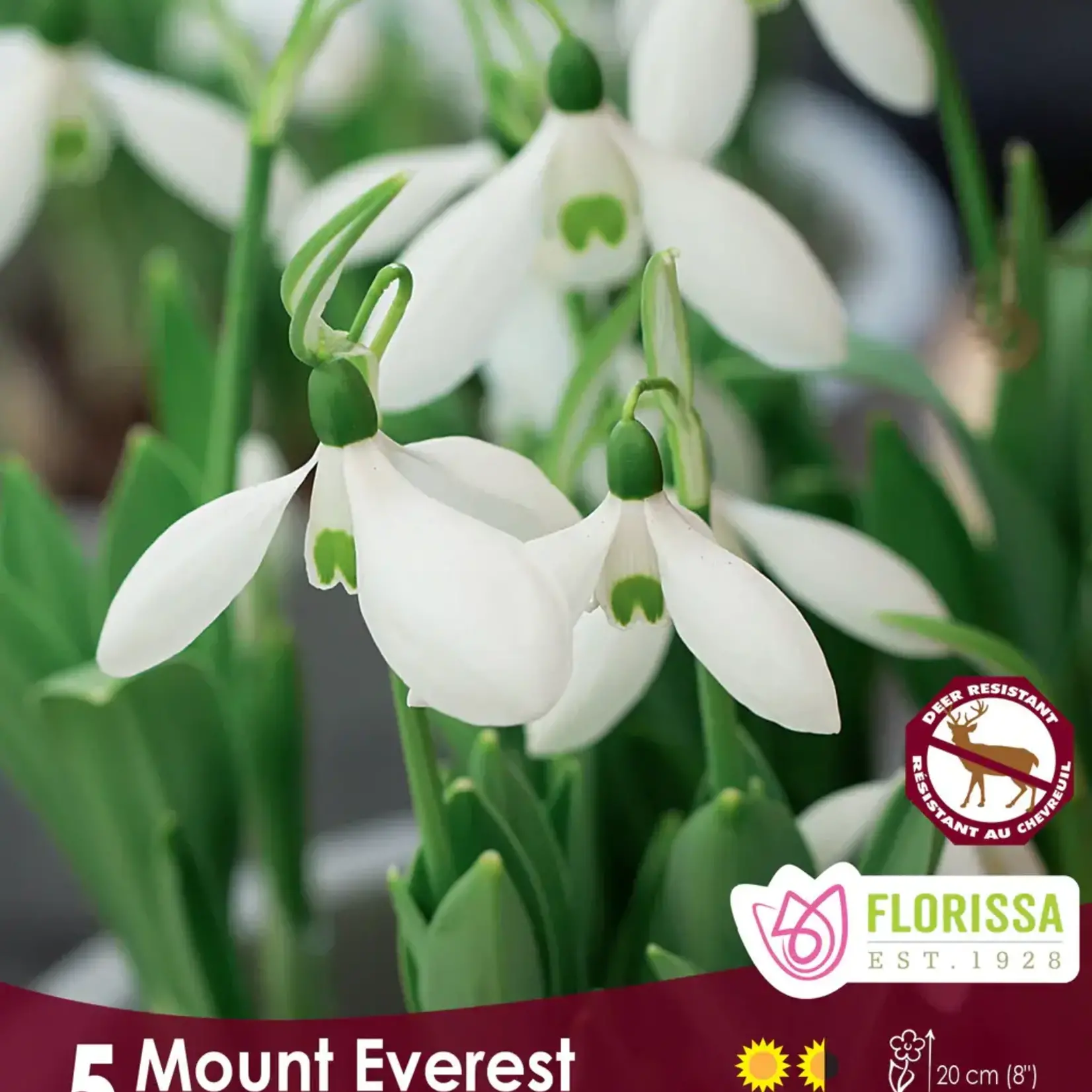 Van Noort Galanthus/Snowdrops - Mt. Everest 5/Pkg
