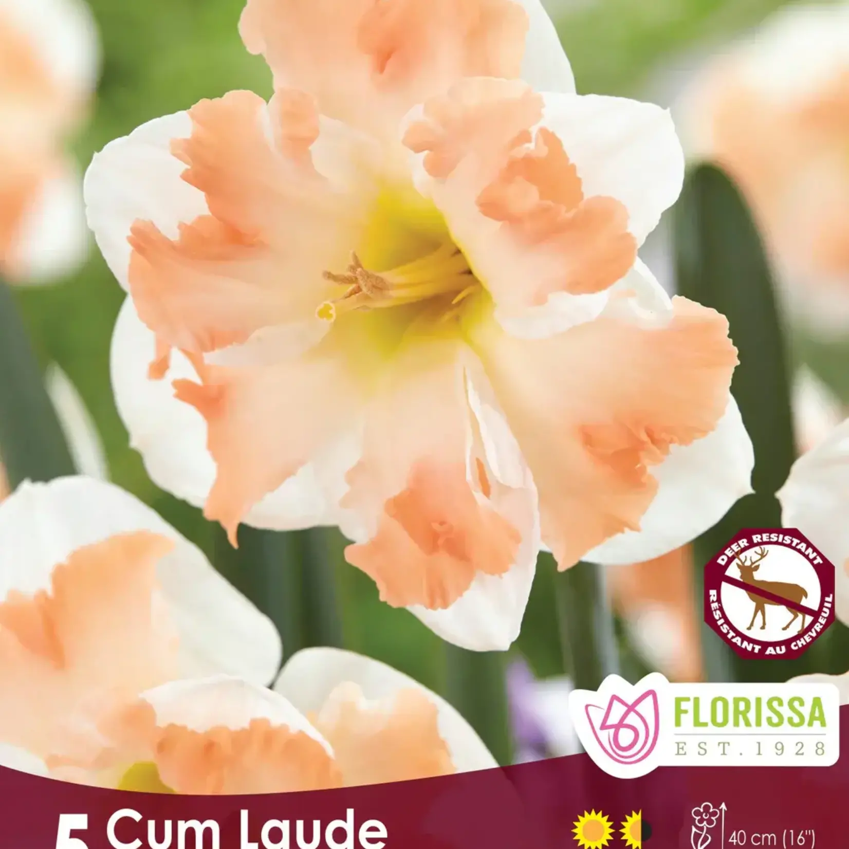 Van Noort Butterfly Narcissi - Cum Laude -5/Pkg