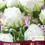 Van Noort Double Fringed Tulip - Snow Crystal 6/Pkg
