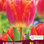 Van Noort Tulip Miami Sunset 6/Pkg