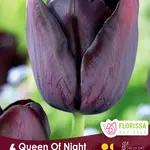 Van Noort Tulip - Queen of NIght 6/Pkg