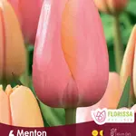 Van Noort Tulip Menton 6/Pkg