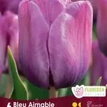 Van Noort Tulip - Bleu Aimable 6/Pkg
