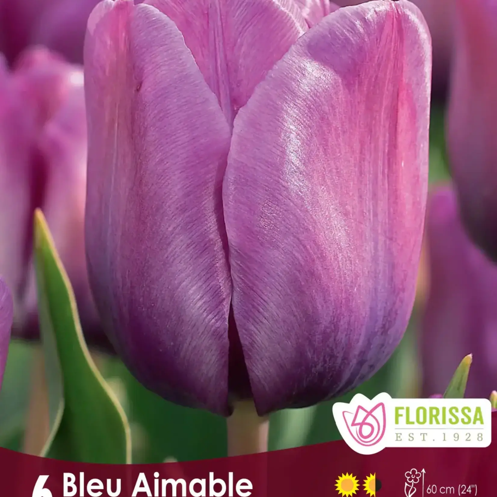 Van Noort Tulip - Bleu Aimable 6/Pkg