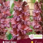 Van Noort Gladiolus - Novelty Earl Grey 8/Pkg.