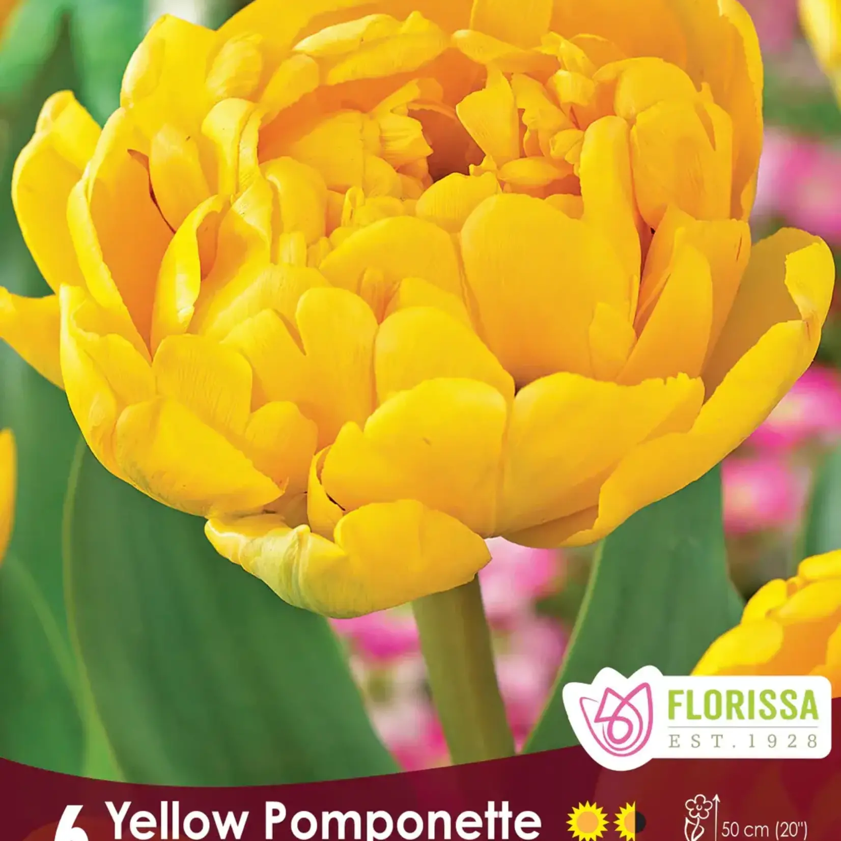Van Noort Tulip - Double Peony Yellow Pomponette 6/Pkg