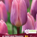 Van Noort Tulip - Light and Dreamy 6/Pkg