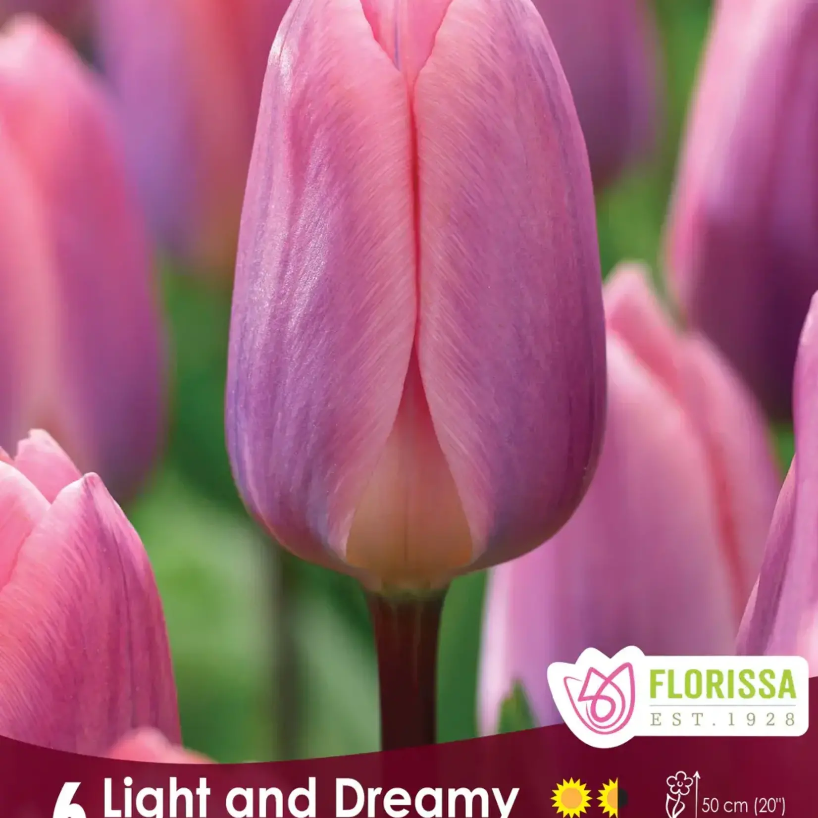 Van Noort Tulip - Light and Dreamy 6/Pkg