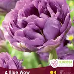 Van Noort Tulip - Double Peony blue Wow 6/Pkg
