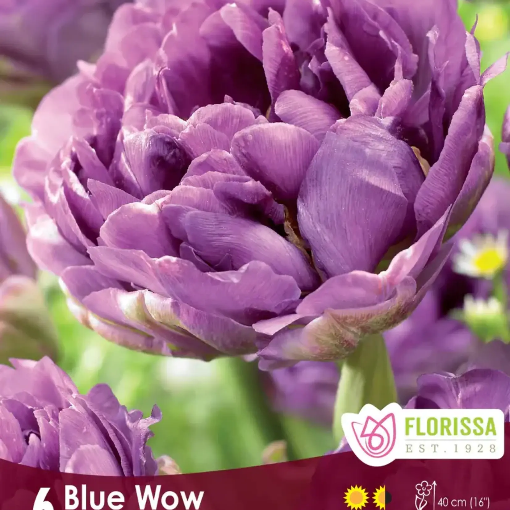Van Noort Tulip - Double Peony blue Wow 6/Pkg