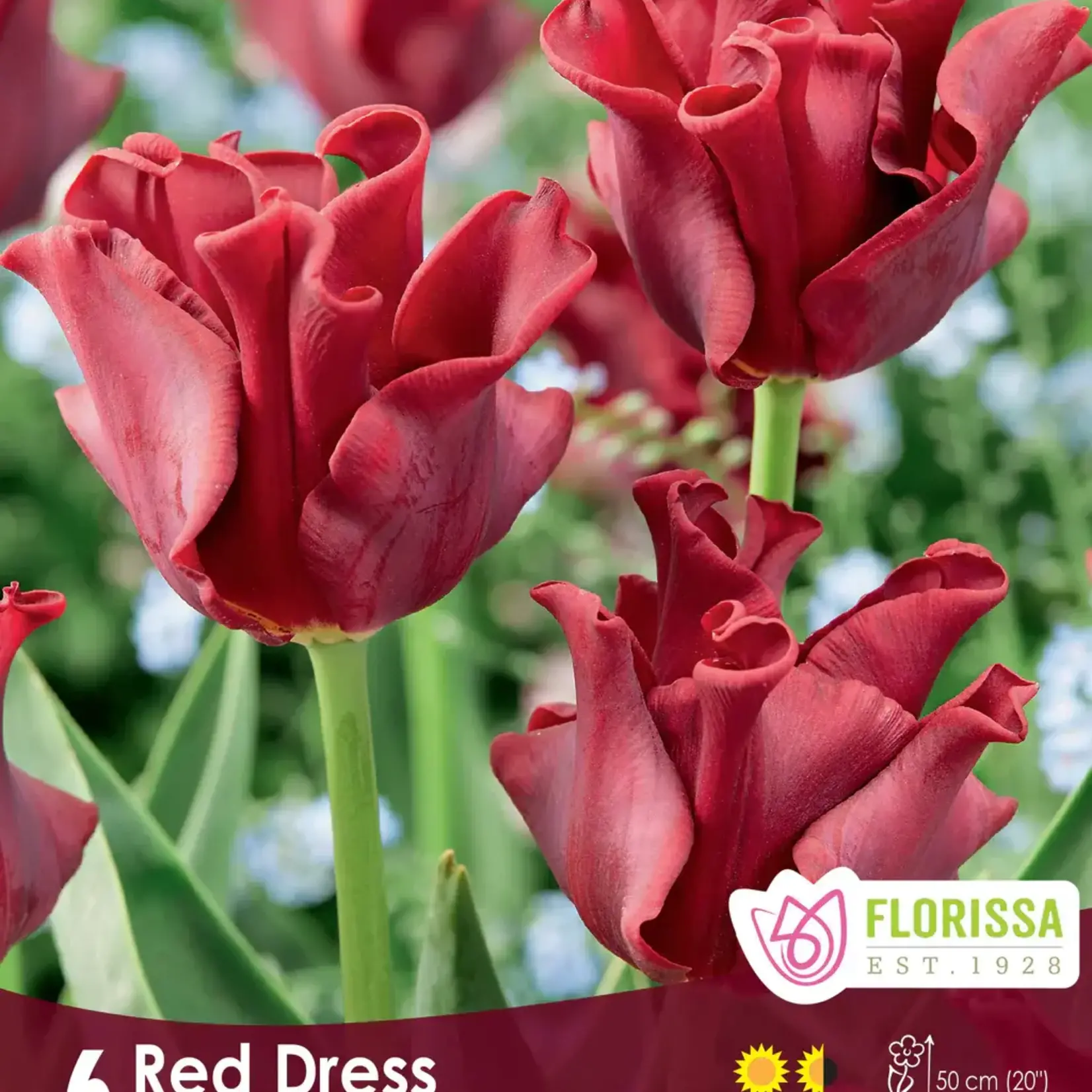 Van Noort Coronette Tulips - Red Dress -6/Pkg
