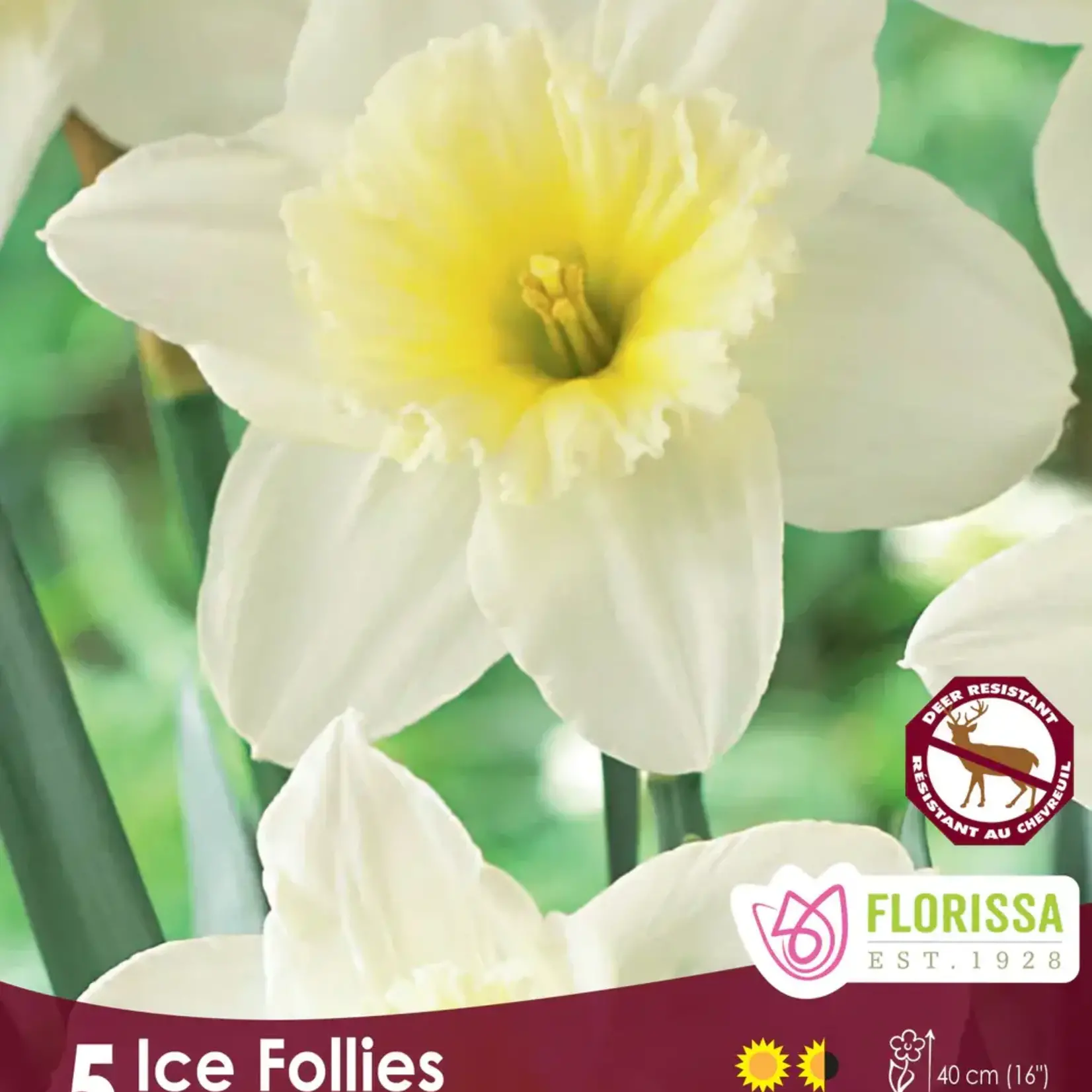 Van Noort Cupped Narcissi - Ice Follies -5/Pkg