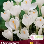 Van Noort Large Flowering Crocus - Snowstorm -10/Pkg