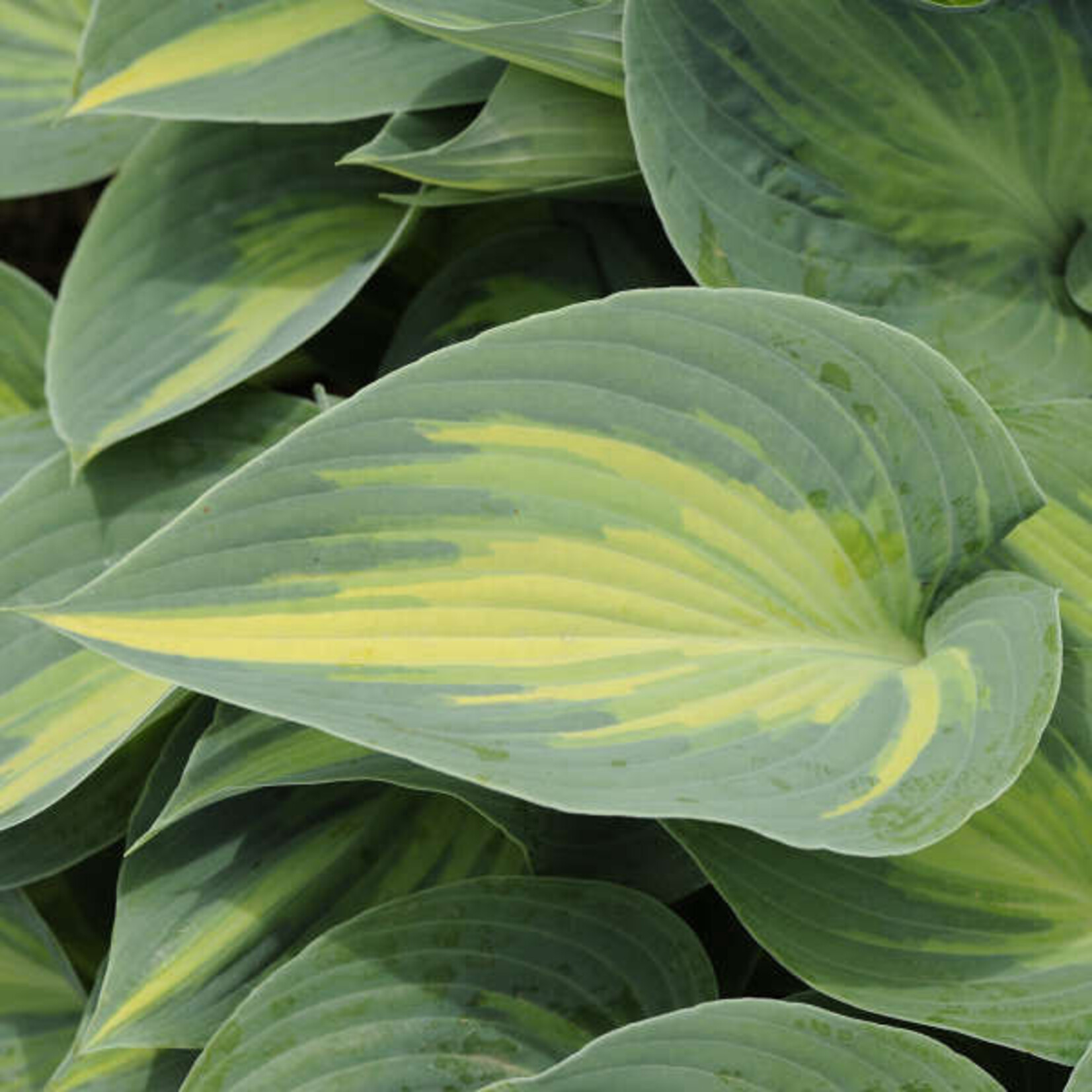 Hosta 'June' 1Gal